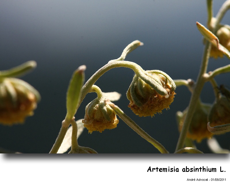 Artemisia absinthium L. #35880