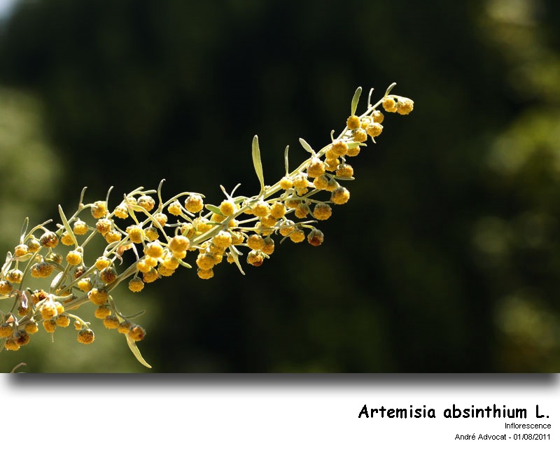Artemisia absinthium L. #35879