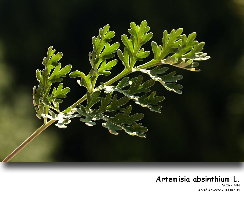 Artemisia absinthium L. #35878