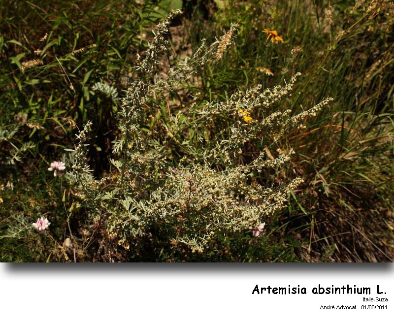 Artemisia absinthium L. #35877
