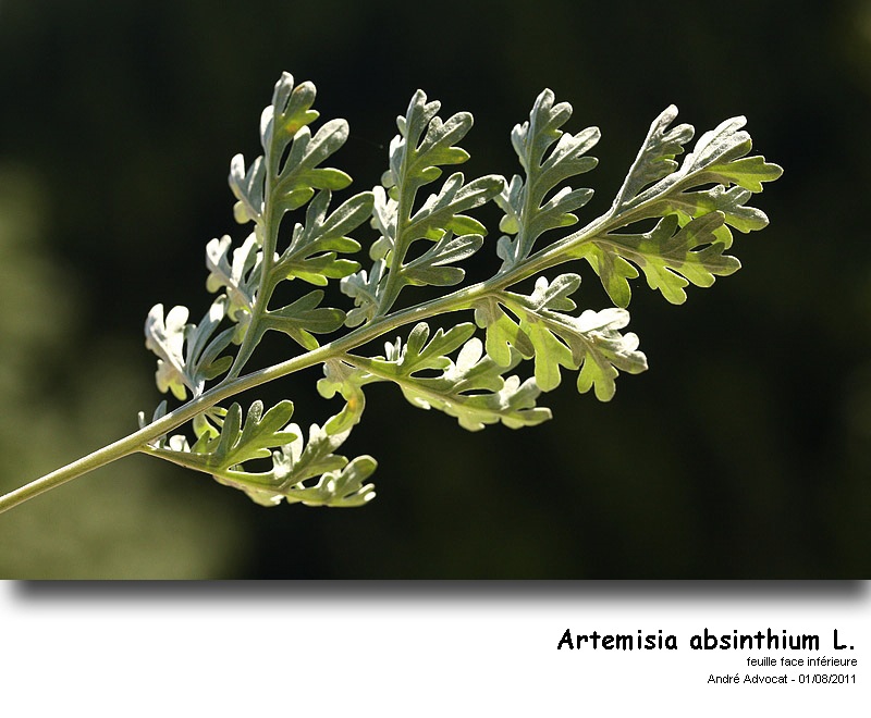 Artemisia absinthium L. #35904