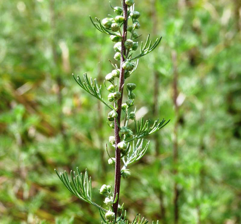 Artemisia molinieri Quézel, M.Barbero & R.J.Loisel, 1966 #35800