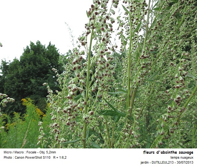Artemisia vulgaris - Armoise commune #35848