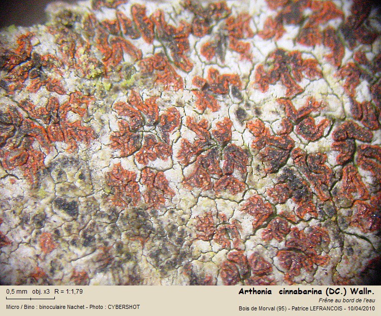 Arthonia  cinnabarina (DC.) Wallr. #15719