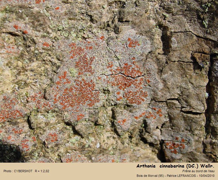 Arthonia  cinnabarina (DC.) Wallr. #15718