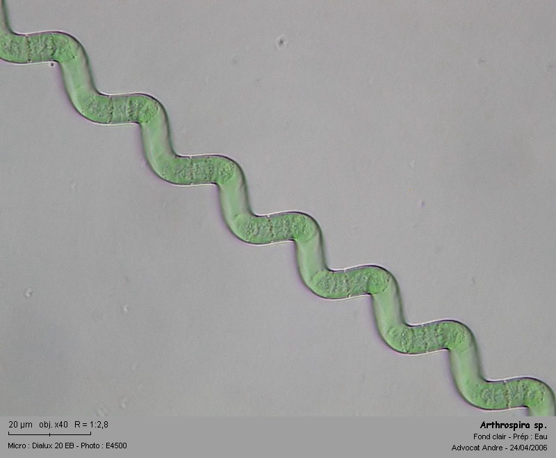 Arthrospira sp,      (=anc. Spirulina sp.) #846