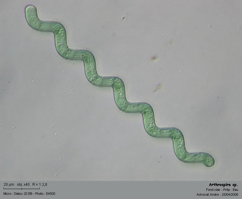 Arthrospira sp,      (=anc. Spirulina sp.) #848