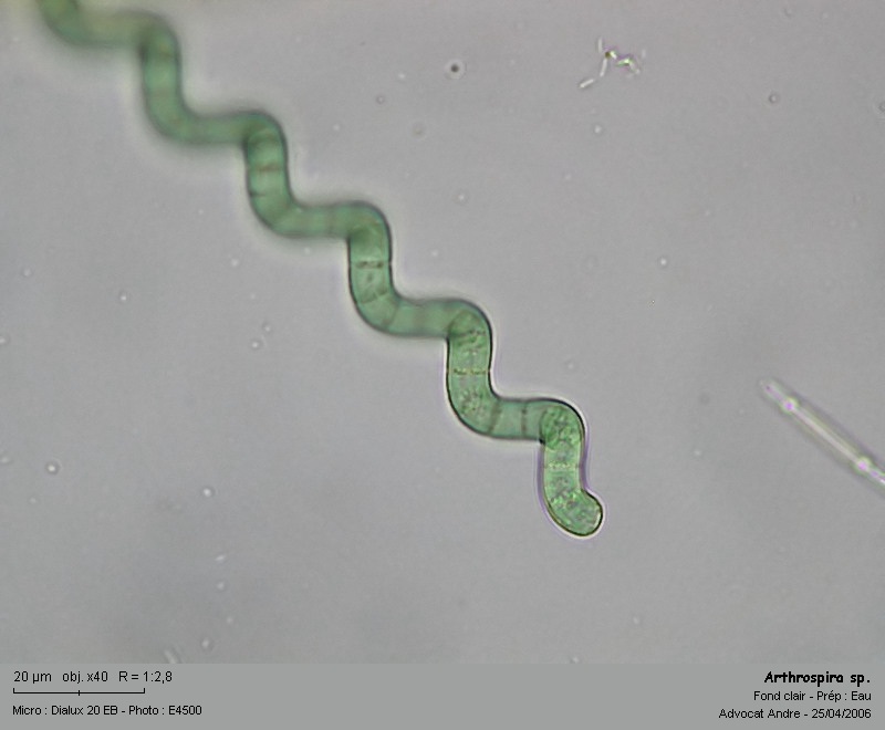 Arthrospira sp,      (=anc. Spirulina sp.) #849