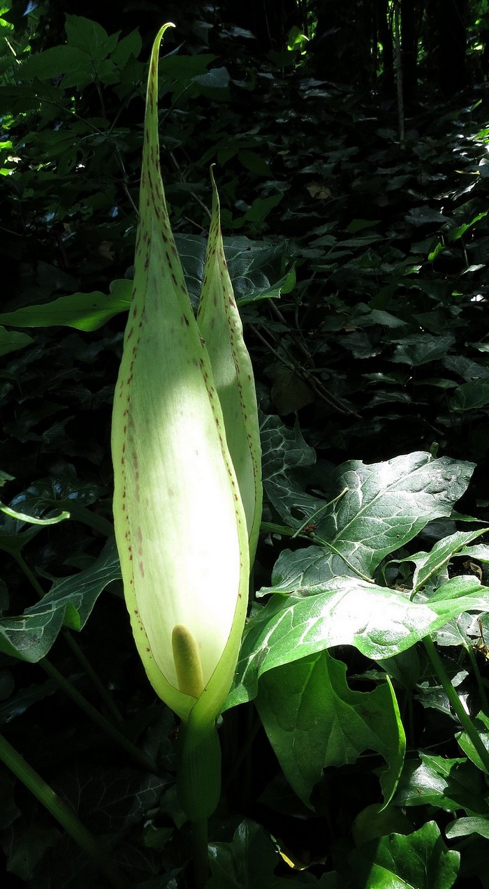 Arum italicum - Gouet d Ilalie #31933