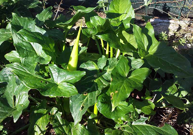 Arum italicum #50039