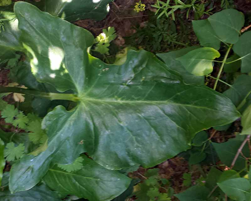 Arum italicum #50038
