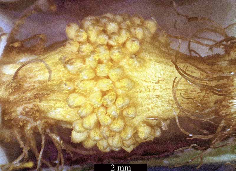 Arum italicum #50042