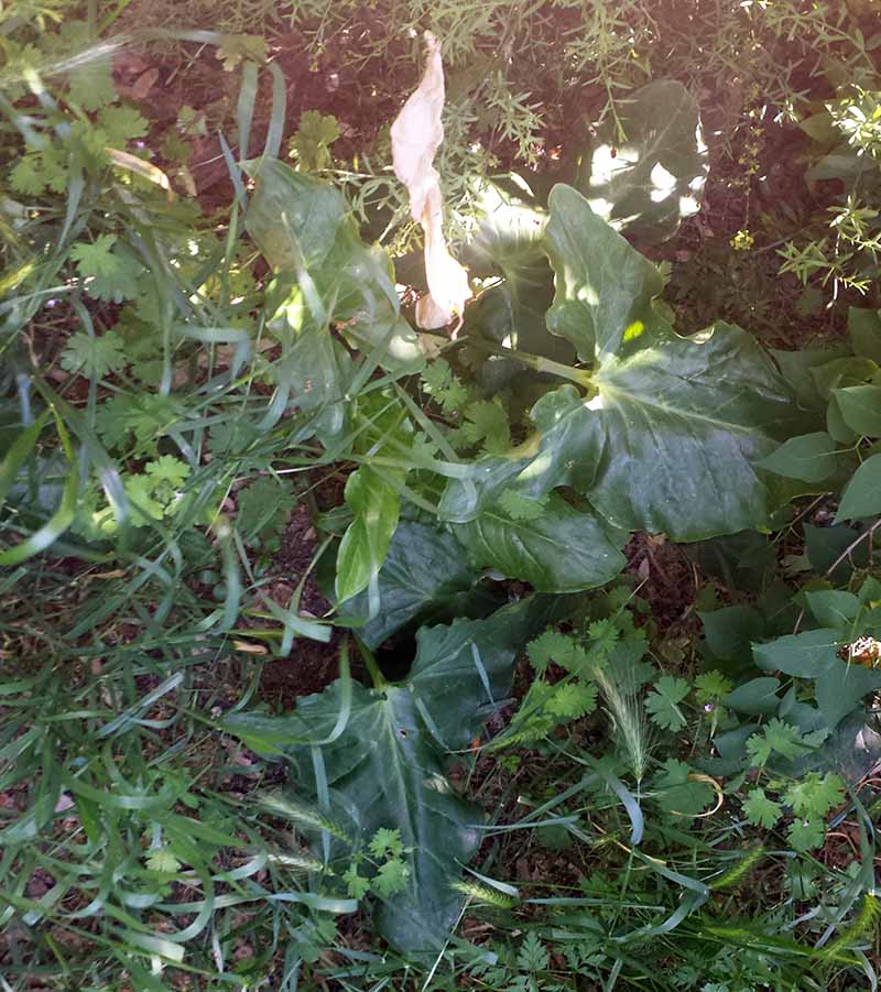 Arum italicum #50037