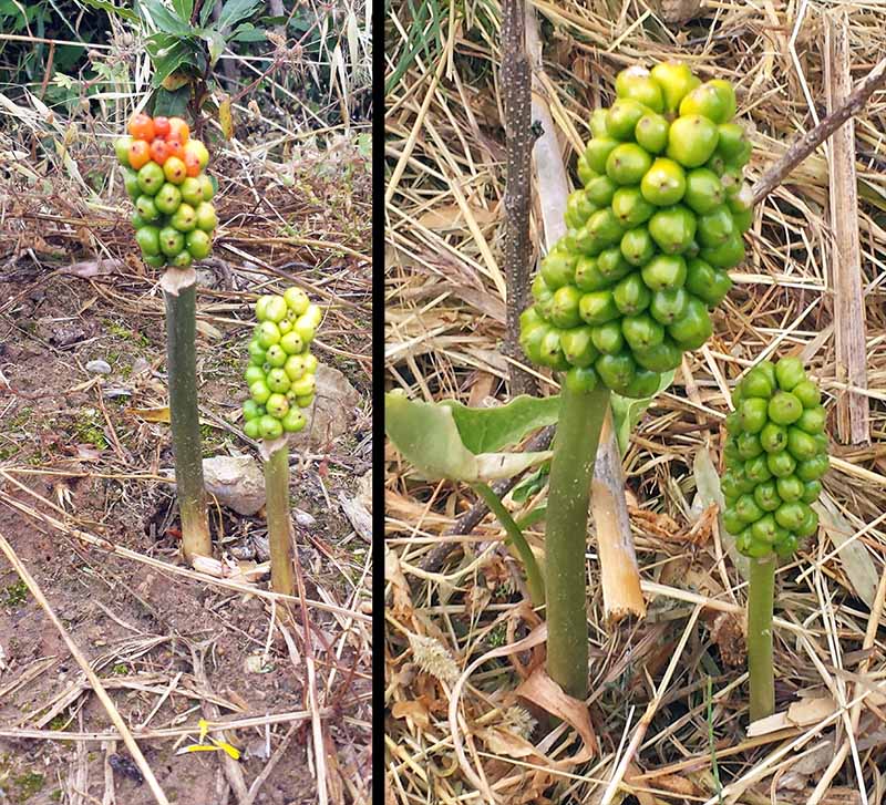 Arum italicum #50045