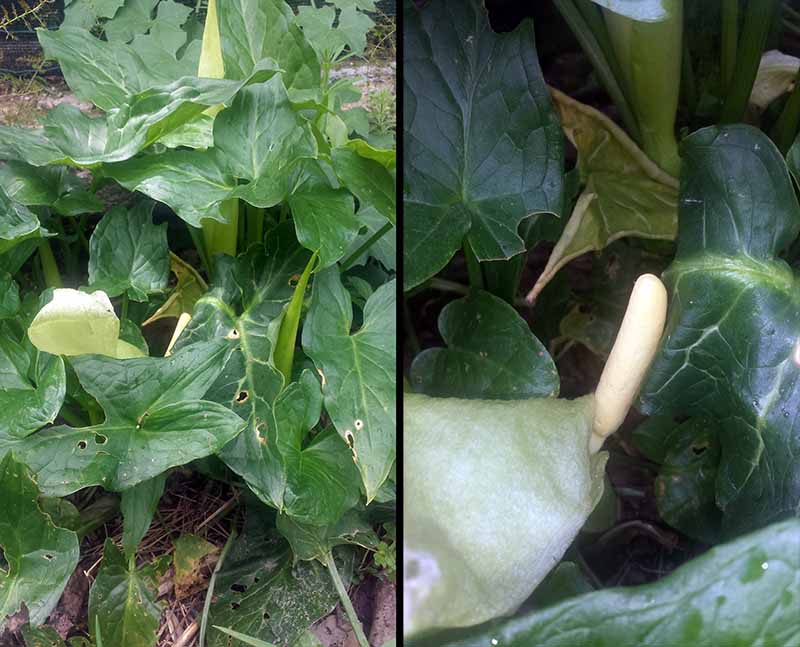 Arum italicum #50048
