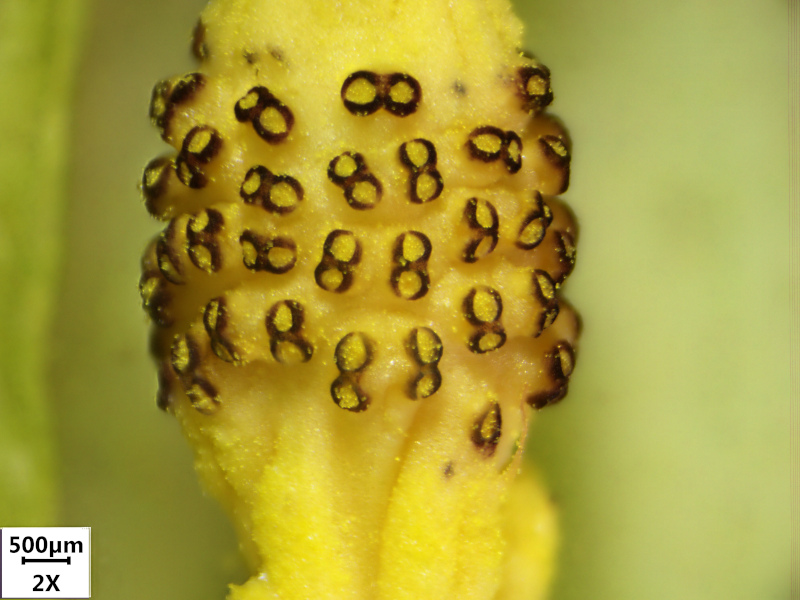 Arum maculatum L. 1753 - Pied-de-veau #70505
