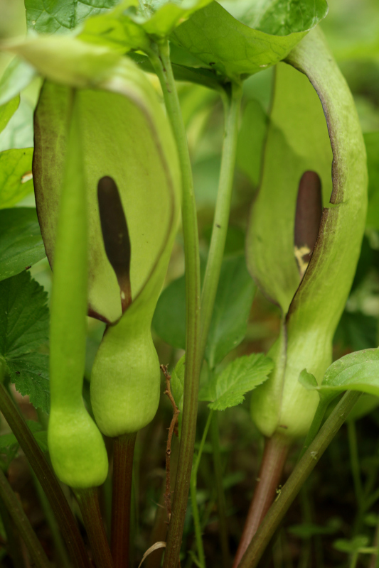 Arum maculatum L. 1753 - Pied-de-veau #70499