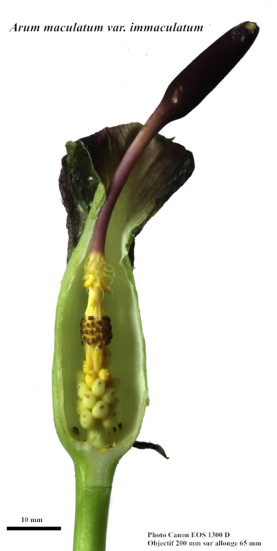 Arum maculatum L. 1753 - Pied-de-veau #70503