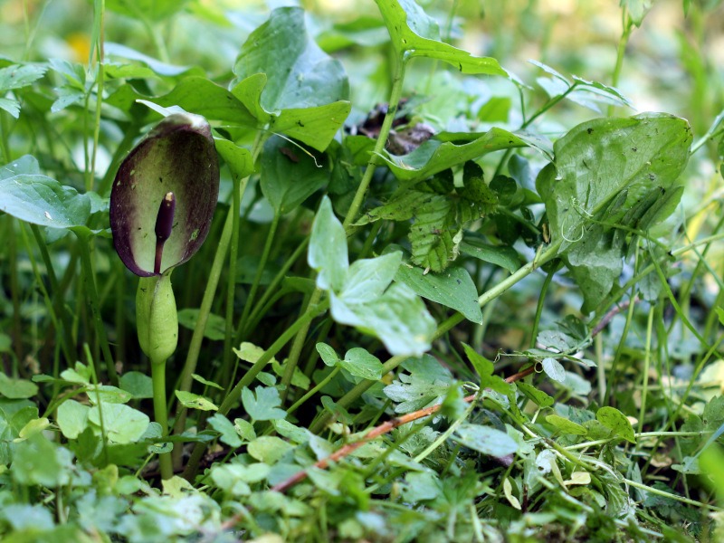 Arum maculatum L. 1753 - Pollen #70507