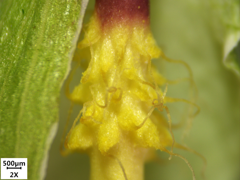 Arum maculatum L. 1753 - Pied-de-veau #70506