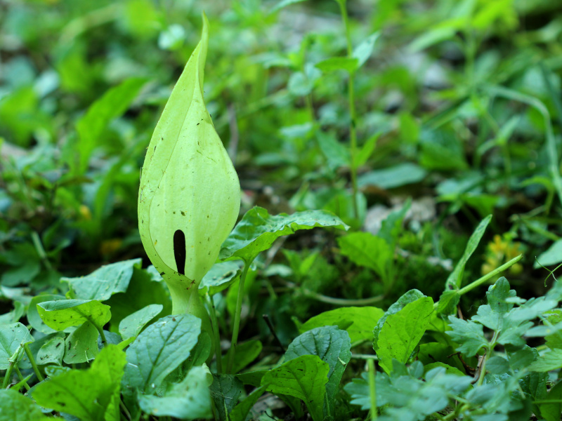 Arum maculatum L. 1753 - Pied-de-veau #70501