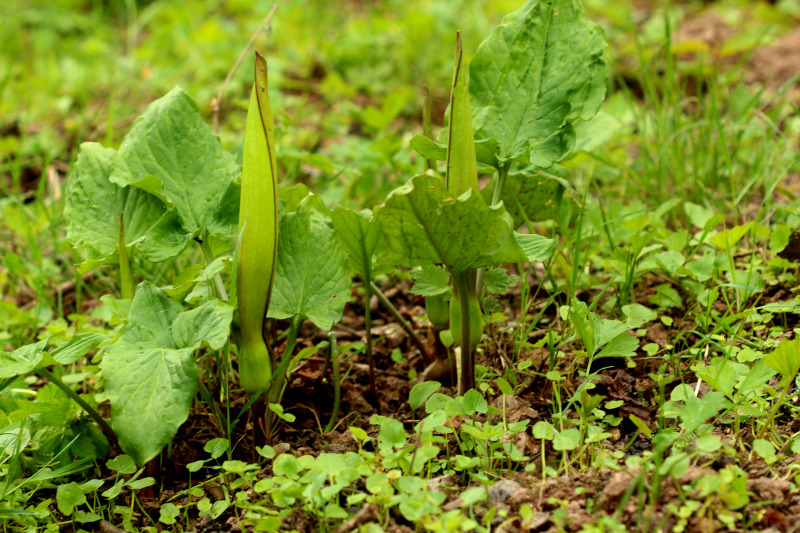Arum maculatum L. 1753 - Pied-de-veau #70498