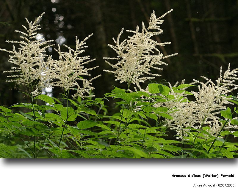 Aruncus dioïcus (Walter) Fernald (Reine des bois) #4691