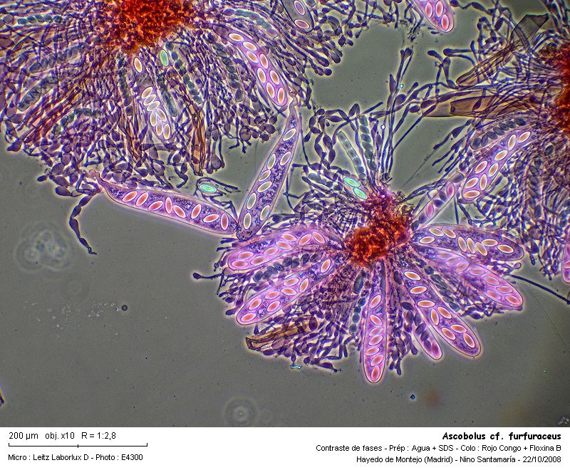 Ascobolus furfuraceus Pers. : Fr. #7076