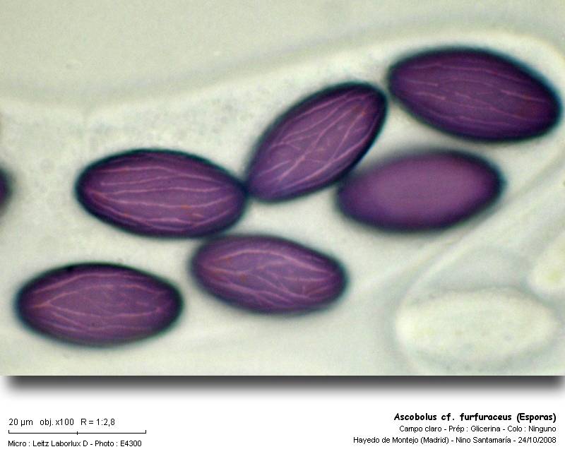 Ascobolus furfuraceus Pers. : Fr. #7074