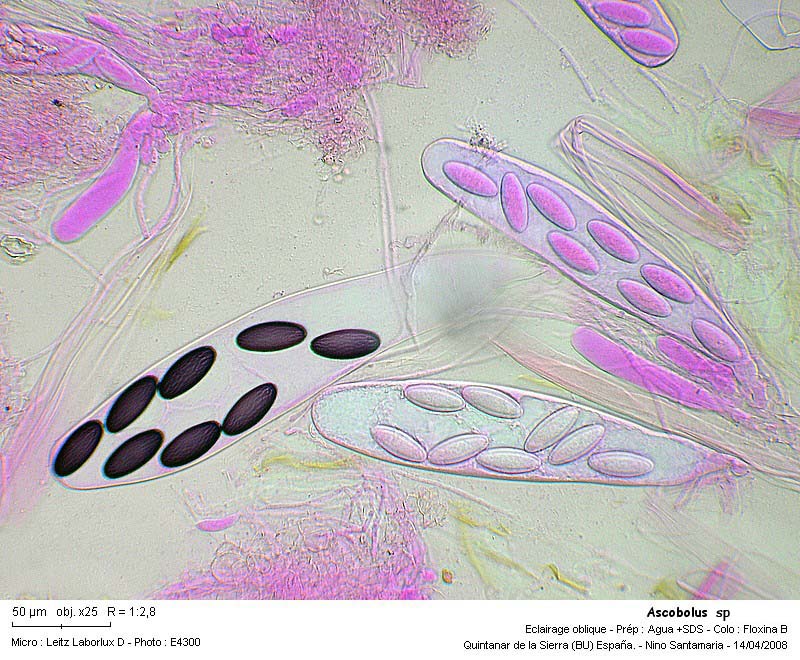 Ascobolus sp. #3537