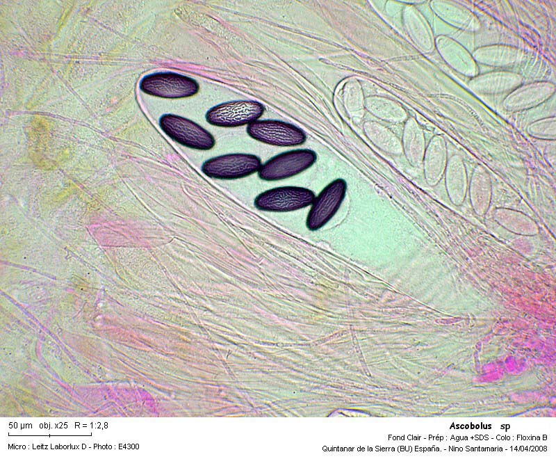 Ascobolus sp. #3536
