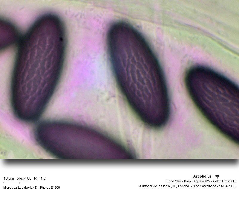 Ascobolus sp. #3534