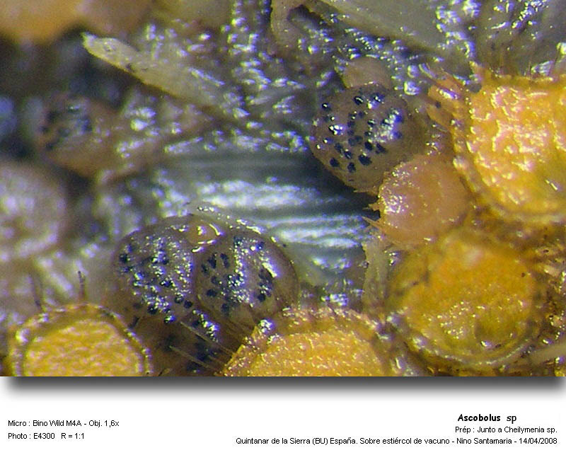 Ascobolus sp. #3538