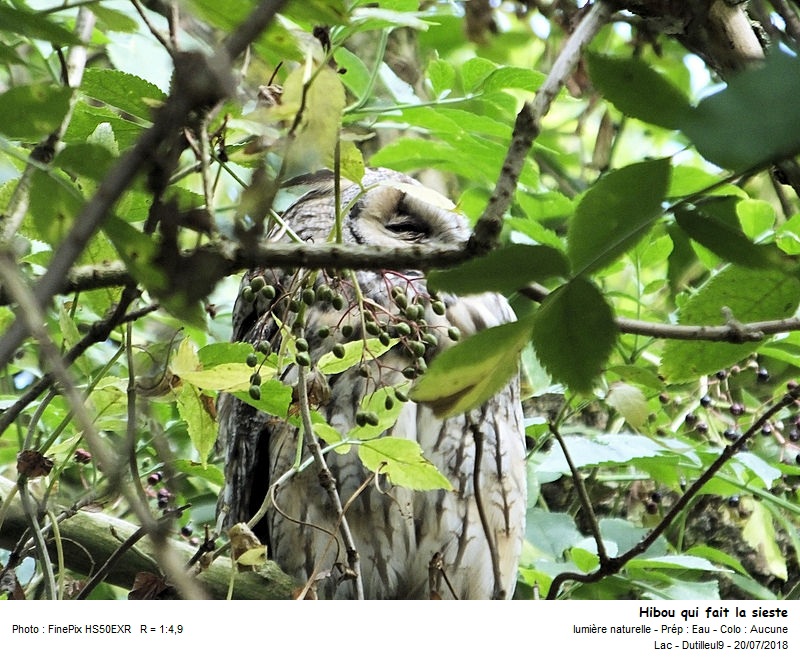 Asio otus - Hibou moyen-duc #55608