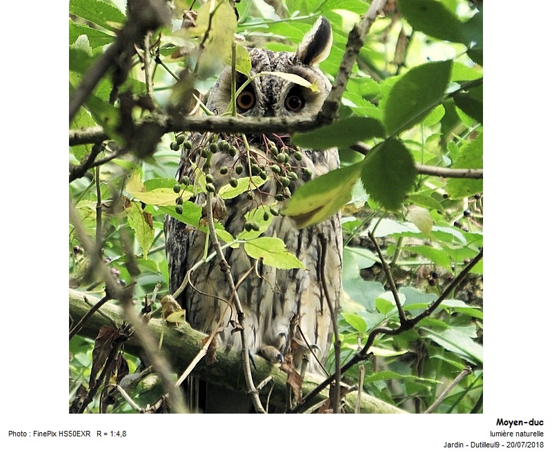 Asio otus - Hibou moyen-duc #55609