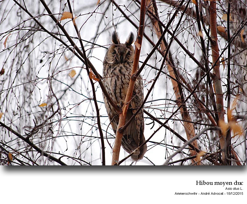 Asio otus L. Hibou moyen duc #42898