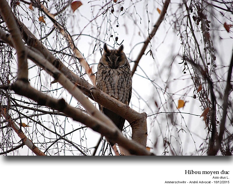 Asio otus L. Hibou moyen duc #42899