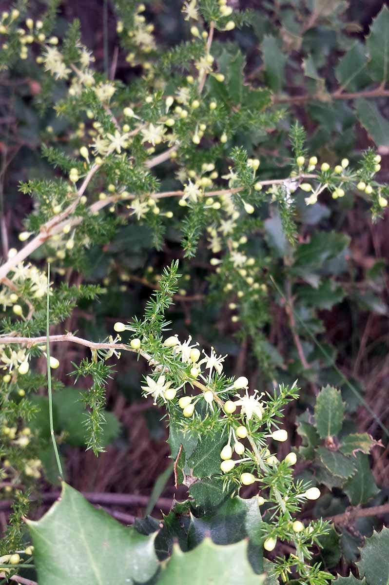 Asparagus acutifolius Linné, 1753 #46447