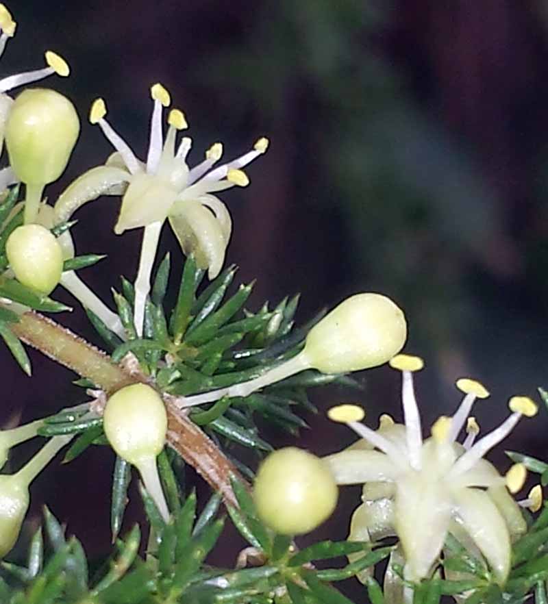 Asparagus acutifolius Linné, 1753 #46449