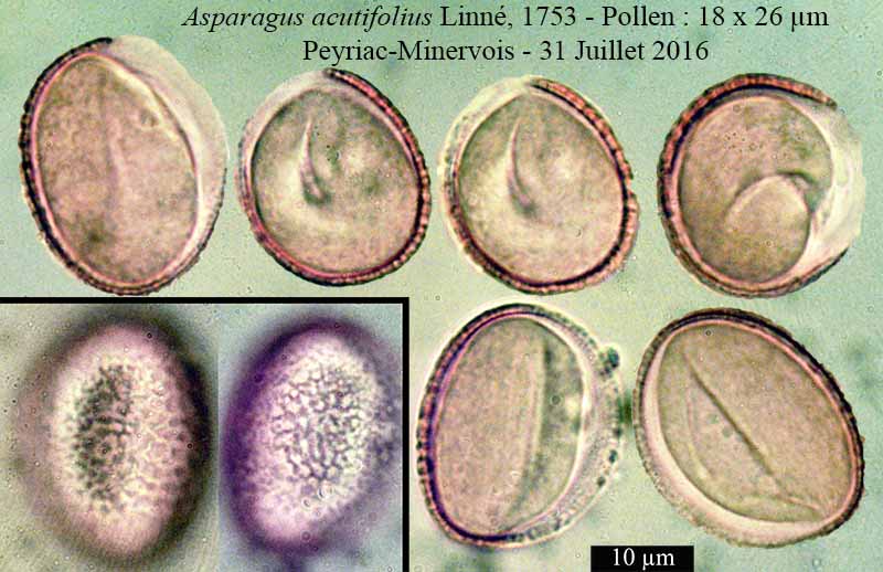 Asparagus acutifolius Linné, 1753 #46450