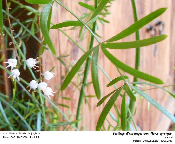 Asparagus densiflorus #33234