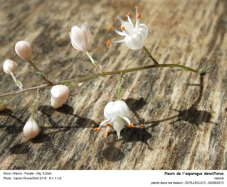 Asparagus densiflorus #33239
