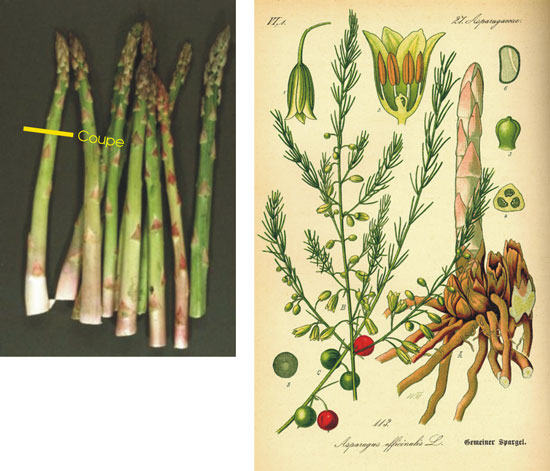 Asparagus sp. (Asperge), coupe de turion #18