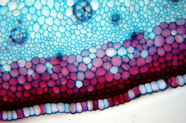 Asparagus sp. (Asperge), coupe de turion #23