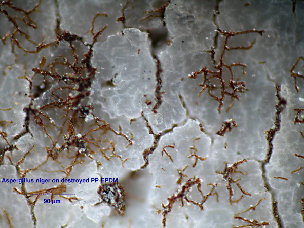 Aspergillus niger un ascomycète qui détruit du plastique #5191