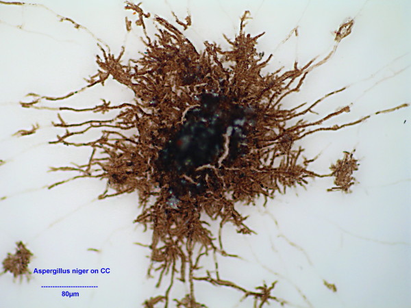 Aspergillus niger un ascomycète qui détruit du plastique #5188