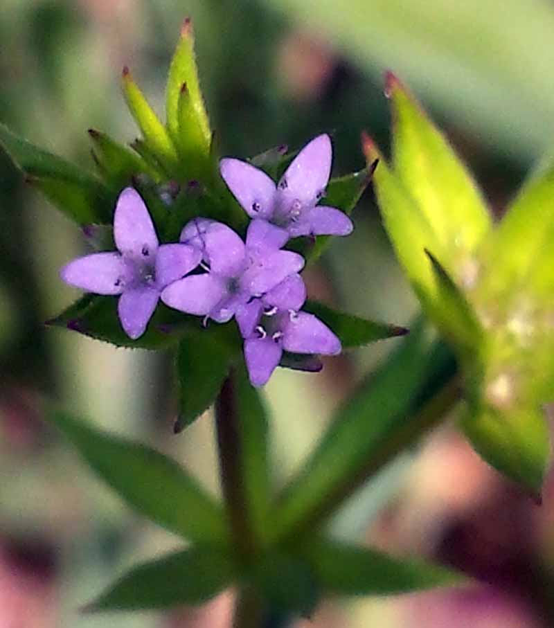 Asperula arvensis #49878