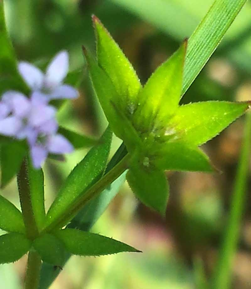 Asperula arvensis #49877