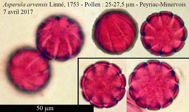 Asperula arvensis #49880