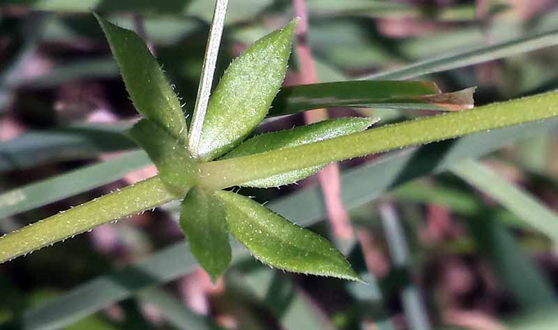 Asperula arvensis #49876